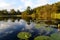 Green lotus leafs with water lilies in dam, Garden Route, South Africa