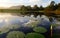 Green lotus leafs with water lilies in dam, Garden Route, South Africa