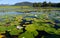 Green lotus leafs with water lilies in dam, Garden Route, South Africa