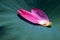 Green lotus leaves pink petals