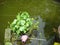 Green lotus leaves on water