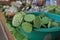 Green lotus pod, edible seed as vegetable