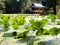 Green lotus pond with Japanese shrine