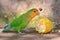 Green Lovebird