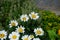 Green Lucilia fly on Leucanthemum maximum flower. Berlin, Germany