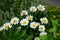 Green Lucilia fly on Leucanthemum maximum flower. Berlin, Germany