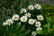 Green Lucilia fly on Leucanthemum maximum flower. Berlin, Germany