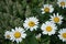 Green Lucilia fly on Leucanthemum maximum flower. Berlin, Germany