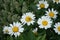 Green Lucilia fly on Leucanthemum maximum flower. Berlin, Germany