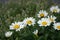 Green Lucilia fly on Leucanthemum maximum flower. Berlin, Germany