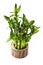 green lucky bamboo plant