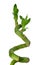 Green lucky bamboo stem with leaves.