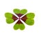 A green lucky clover