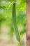 Green Luffa acutangula Chinese okra, Sponge gourd, or silk squash hanging from a tree on a vegetable farm. Fresh Chinese okra