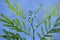 Green luffa cylindrica plant