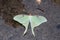 Green Luna Moth