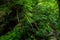 Green lung of the planet, primeval forests in germany