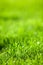 Green luscious grass