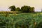 Green and lush Agricultural fields of soy and corn