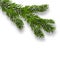 Green lush branch spruce and realistic shadows. Isolated white background. illustration