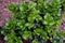 Green lush bush cranberries with white flowers. Vaccinium vitis-idaea