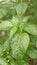 Green and lush chili leaves