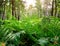 Green and lush fern