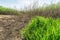 The green lush grass and dry bush on dead ground, sunny summer day with blue sky, contrast nature close up