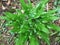 Green and lush leaves.