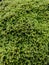 green and lush moss plants or bryophyta on rocks in the mountains