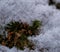 Green lush moss on a tree trunk covered with snow on a cloudy winter day.