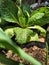 Green and lush mustard leaves