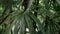 Green lush palm tree leaves foliage