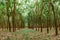 Green Lush Para rubber tree plantation in southern Thailand.