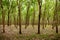 Green Lush Para rubber tree plantation in southern Thailand.