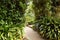 Green lush plant passage in botanical park