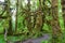 Green lush plants of temperate rainforest at Olympic National Park Washington USA