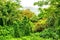 Green lush rainforest and hills on Maui