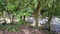 Green lush scenery at Sungai Sedim rainforest of stream flow