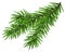 Green lush spruce branch. Fir branch