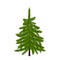 Green lush spruce, pine or fir tree. Fir branches. on white illustration