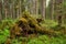 Green and lush summery old-growth boreal forest with decaying tree trunks