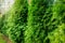 Green lush thuja hedge closeup
