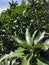 green and lush tree leaves beautyfull