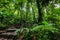 Green luxuriant vegetation in Basse Terre jungle in Guadeloupe