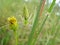 Green lynx spider