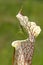 Green Lynx Spider on Pitcher Plant