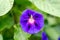 Green Lynx Spider on Purple Morning Glory