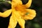 Green Lynx Spider on Yellow Lily