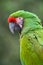 Green Macaw